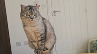 So the father cat is waiting for the kittens to be born and wants to hear them meow