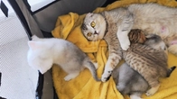 When one kitten is not like the others