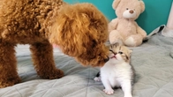 A little kitten meets a puppy