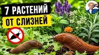 7 рослин, які захистять ваш город від слимаків