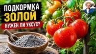 Трюк із золи для помідорів: не додавайте оцет, поки не подивитеся це