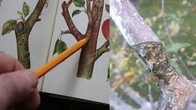 Что случается с деревьями после морозов.