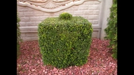 Почему стригу самшит перед посадкой. how to plant boxwood.