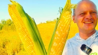 Сезон кукурудзи підходить до кінця