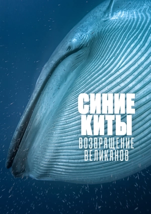 Синие киты: возвращение великанов