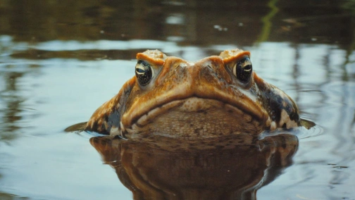 Cane Toads: The Conquest