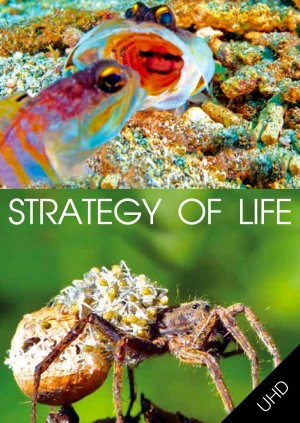 Strategy of Life UHD