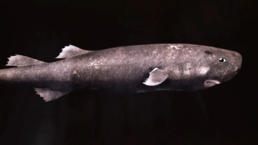 Акулы из другого мира: лучшее