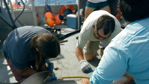 Акулы из другого мира: лучшее