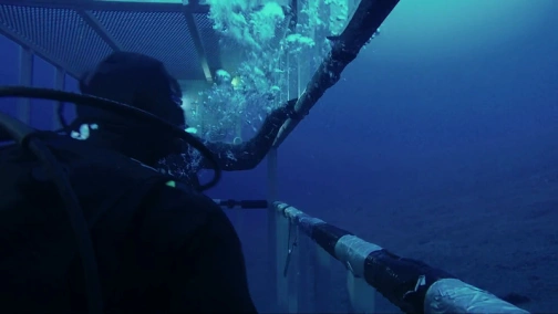 Призрак большой белой