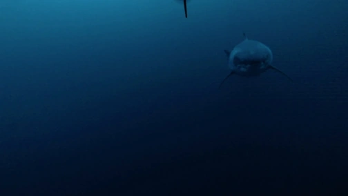 SharkCam Strikes Back