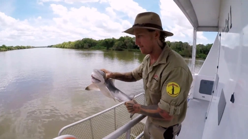 Акулы разбушевались!