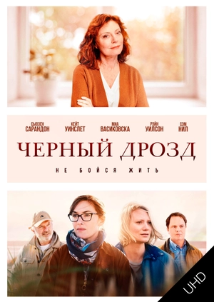 Чёрный дрозд UHD