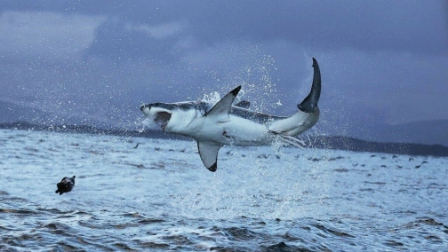 У пащі океану