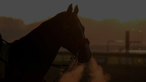 Equestrian Sports. Global Champions Tour. Valkenswaard