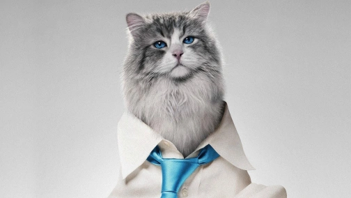 Jak zostać kotem (w języku migowym)