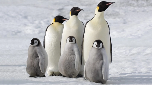 March of the Penguins 2 (Sign Language)