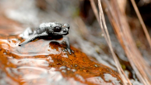 Najdziksza Ameryka Łacińska
