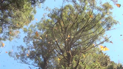 Butterfly's Flight