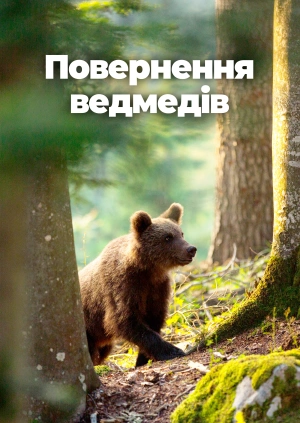 Повернення ведмедів