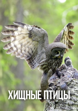Хищные птицы